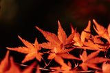 Maple